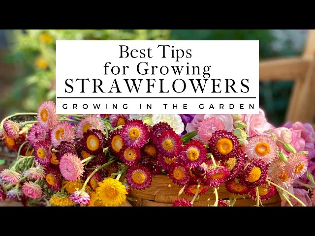 How to Grow Strawflowers from Seed —