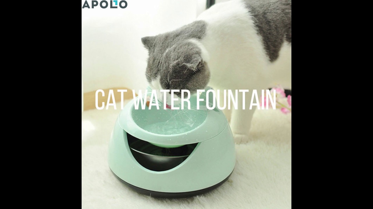 Cat Water Fountain YouTube