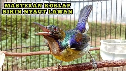 kolibri kelapa | manggar | wiceh | masteran burung korlap bikin nyaut lawan gacor