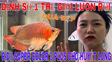 🔴ĐỈNH CAO CÔNG NGHỆ ÁNH SÁNG CỦA ĐÈN R.D.I SUPER COLOR 3 PLUS CHO CÁ RỒNG HUYẾT LONG  | TOP 1 SEVER