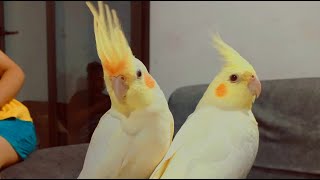 Live Perrot voice Rio and Ronnie I LIVE Pet Parrot Show I Bird I Relax Your Mind