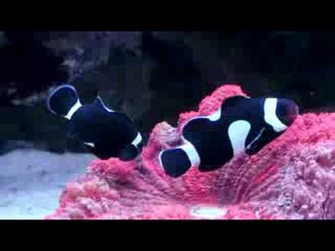 Clownfish 