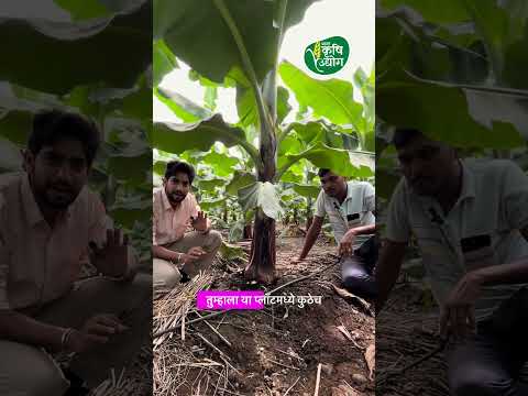#शेती #farming #maharashtrafarming #agriculture #केळीबागायदार #farmer #केळीशेती #kisan #modernagri