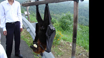 【巨大蝙蝠】フィリピンオオコウモリがリアル吸血鬼に見えると話題