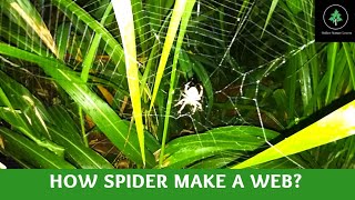 How spider makes the spider web || spider web || How to make spider web