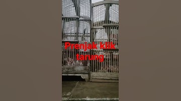 prenjak klik pikat tarung..