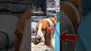 Meet the Funniest Detective Dog on the Internet 😂 #shorts #cute #dog
