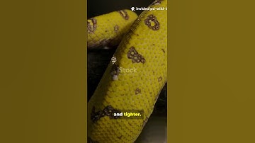 Python vs crocodile #wildlife #python #shorts #snake #crocodile #battle #nature #pdwildtruth #fyp