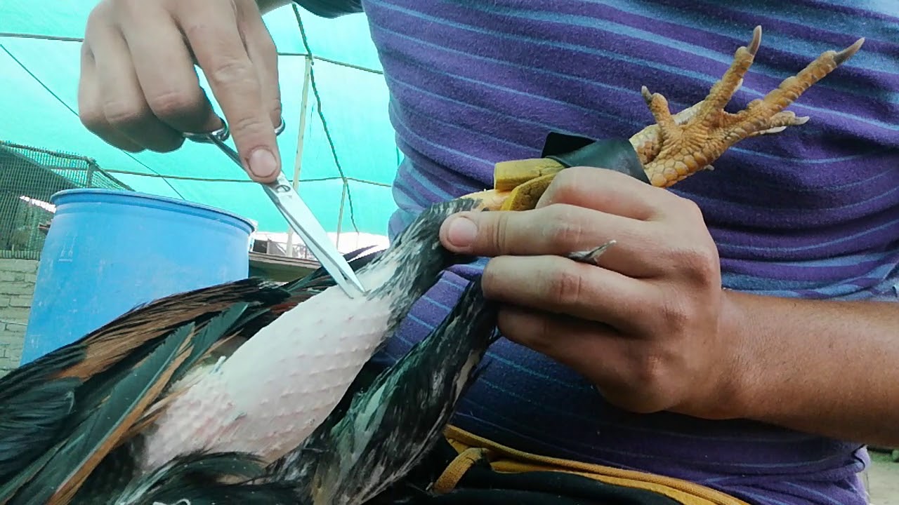 Recortando nuestro ejemplar