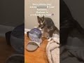 Home Cat sits on keyboard - Top Cat 😆 So Good!