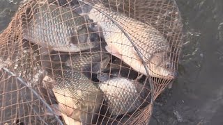 картинка: Ловля крупного карася на боковой кивок и поплавочную удочку. Май