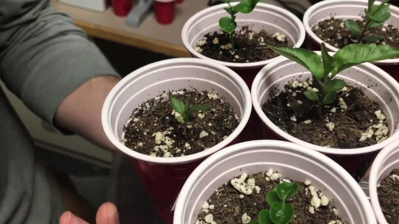How to Care for Your Apple Seedlings YouTube