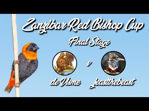 Zanzibar Red Bishop Cup | de Visme v jeastthebeast