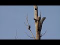 Starlings in a tree