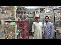 White Fawn and Opal Java Breeding Setup Visit Behtreen Progress Masha Allah in Urdu/Hindi