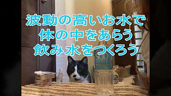 お薬 サプリメント カプセルの飲ませ方 Youtube