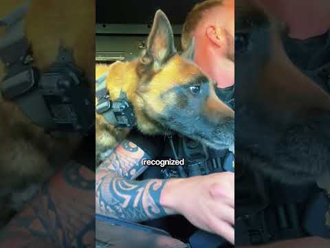 K-9 Partner Demands His Favorite Treat From Officer 👮♂️