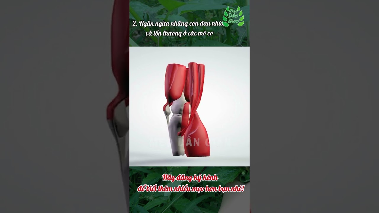 Công Dụng Bất Ngờ Của Cây Tầm Bóp | Mẹo Dân Gian - youtube