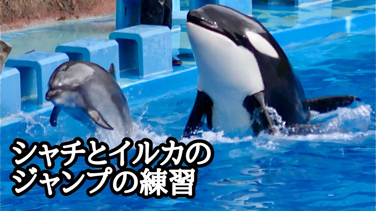 シャチとイルカのジャンプの練習【名古屋港水族館】Killer whale 2回着用☆