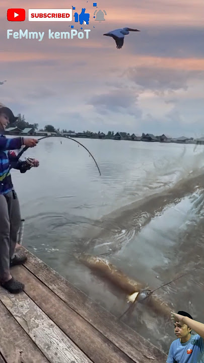 PANTESAN TARIKAN JORAN NYA BERAT, IKAN NYA SEBESAR INI #shortvideo #fishing #giantfish