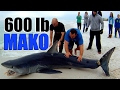 600 lb. MAKO SHARK caught off Navarre Beach, Florida