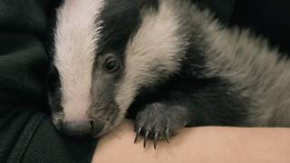 Download Lagu How Do You Raise a Wild Animal? (4K Documentary) MP3 Download Lagu How Do You Raise a Wild Animal? (4K Documentary) MP3