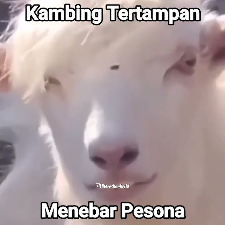 Story wa terbaru ll kambing tertampan menebar pesona