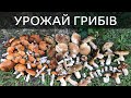 Кинув пошук. Білі гриби Карпат. 100 грибів за годину / Белые грибы Карпат. 100 грибов в час