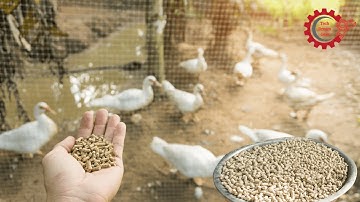 From Manual to Automated: Transforming Feed Production with Cutting-Edge Technology