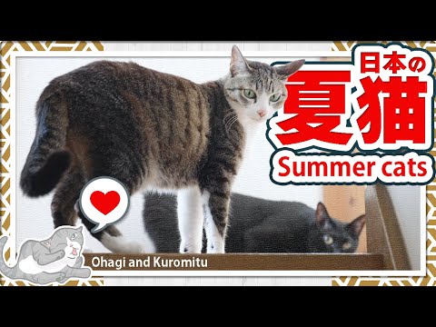日本の夏猫