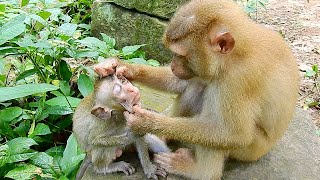 Oh ho! Sovana not take soft grooming to bb Dawn but look so warm screenshot 5
