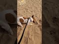 #JRT🐶🐾#sand play⛱️#puplife🐶🐾🐕#sand lover🤩