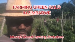 HOW I STARTED MY FARMING JOURNEY IN ZIMBABWE (Part 7)