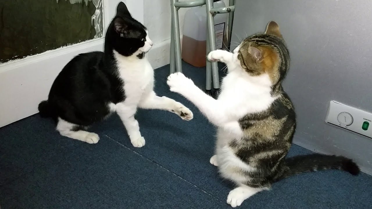 UFC: Ultimate Fighting Cats - YouTube