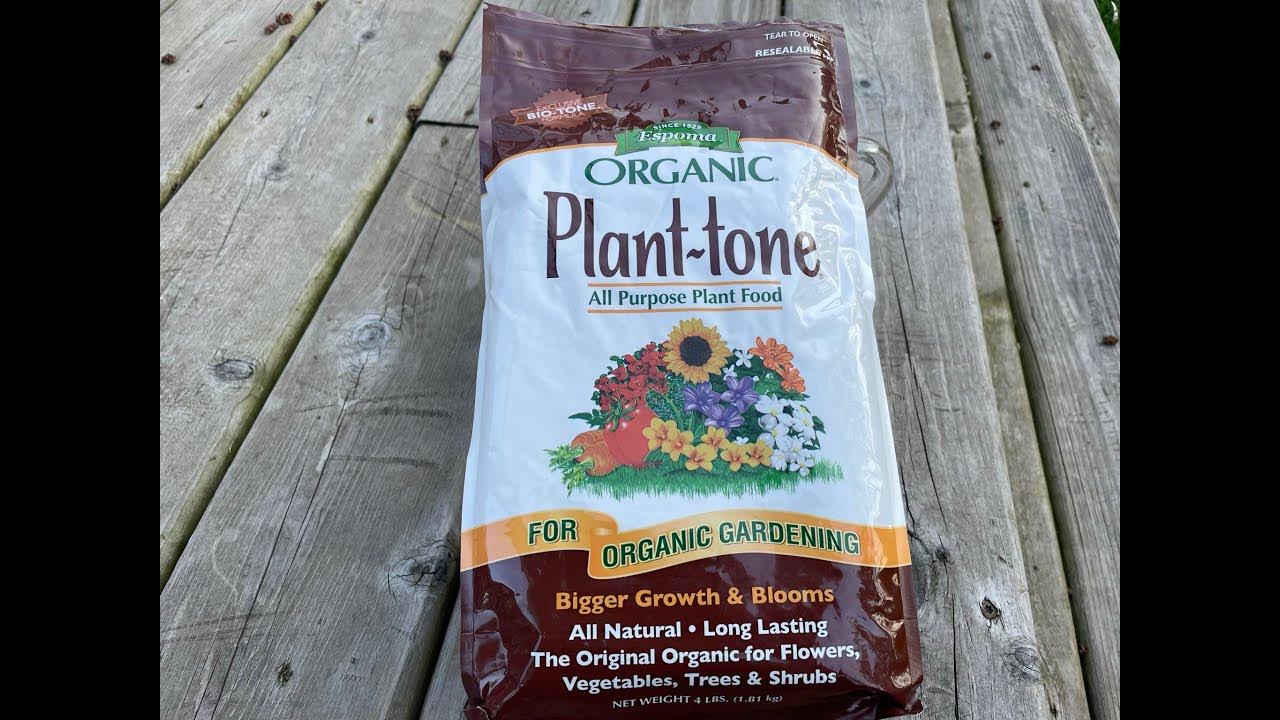 Best fertilizer for arborvitae. Make your arborvitae grow faster. Best