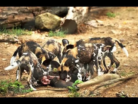 Afrika Vahşi Köpekleri ve Canlı canlı yedikleri Avları ! ( African wild dogs ) #2