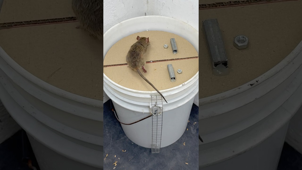 Mouse trap/Plastic Bucket Mouse Trap – Simple But Extremely Effective At Catching Mice 