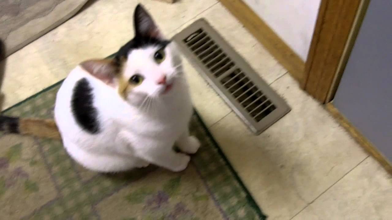 Cute cat meowing to get outside. YouTube