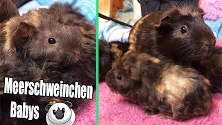 Meerschweinchen Babys mit denen keiner gerechnet hat  | Die Meeries