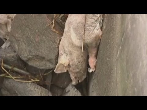 Thousands of dead pigs found in Chinese river
