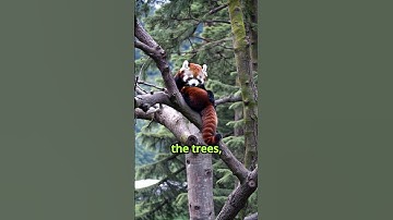 Red Panda: The Forest