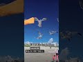 Gaviota en la isla del padre