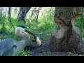 Trail Cam Videos Vol  3