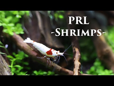 Video: Vipande Vya Lax Na Shrimps