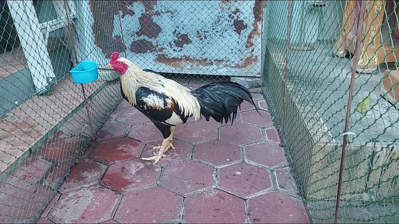 แนะนำไก่จับจากฝูงในสวน ธ.จันทรัตน์