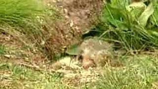 Arctic ground squirrels