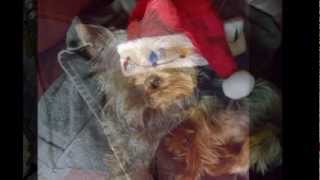 The best Yorkie pictures on youtube!