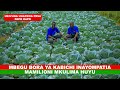 THE BEST CABBAGE SEEDS THAT MAKE THIS FARMER MILLIONS
