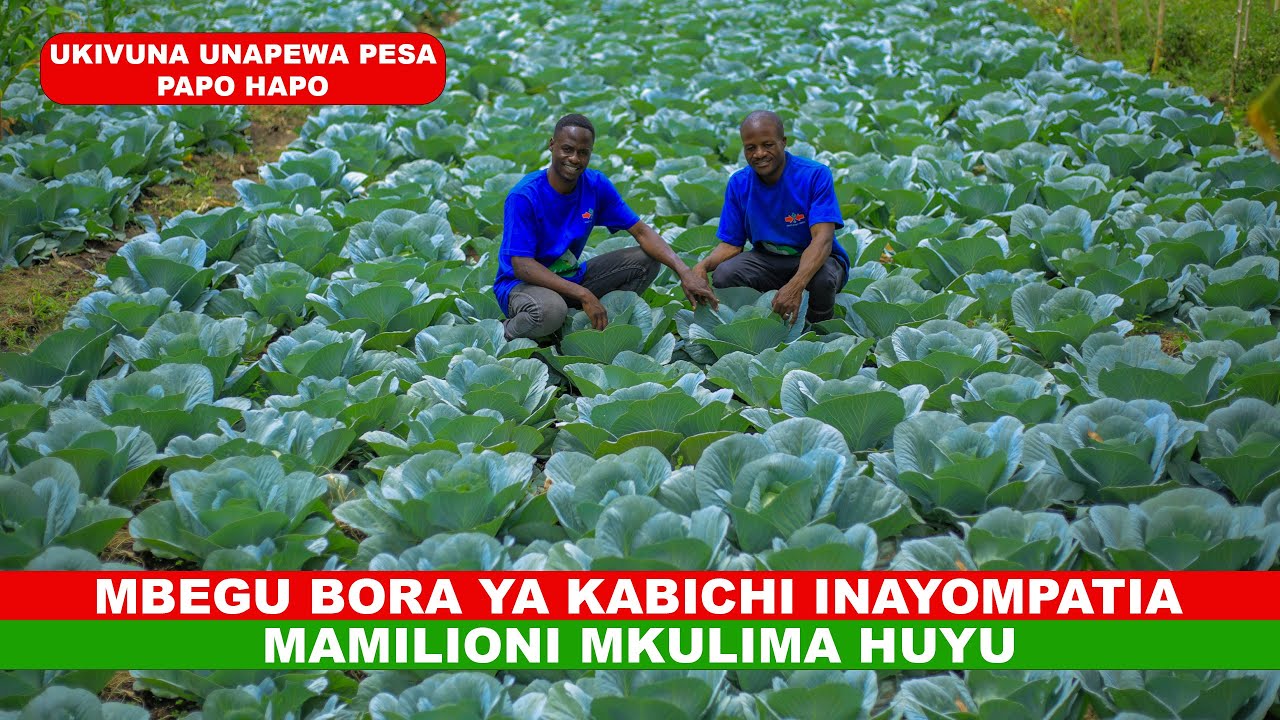 MBEGU BORA YA KABICHI INAYOMPATIA MAMILIONI MKULIMA HUYU