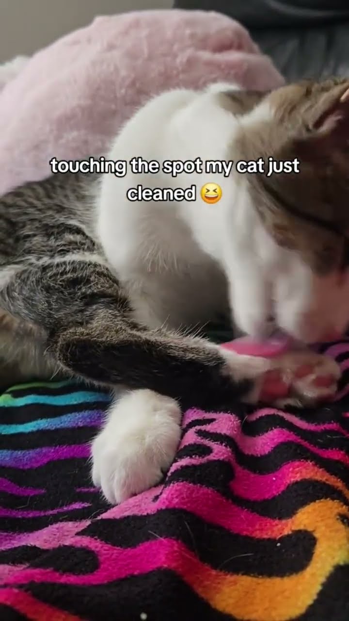 Kittyo like why would you do that mane